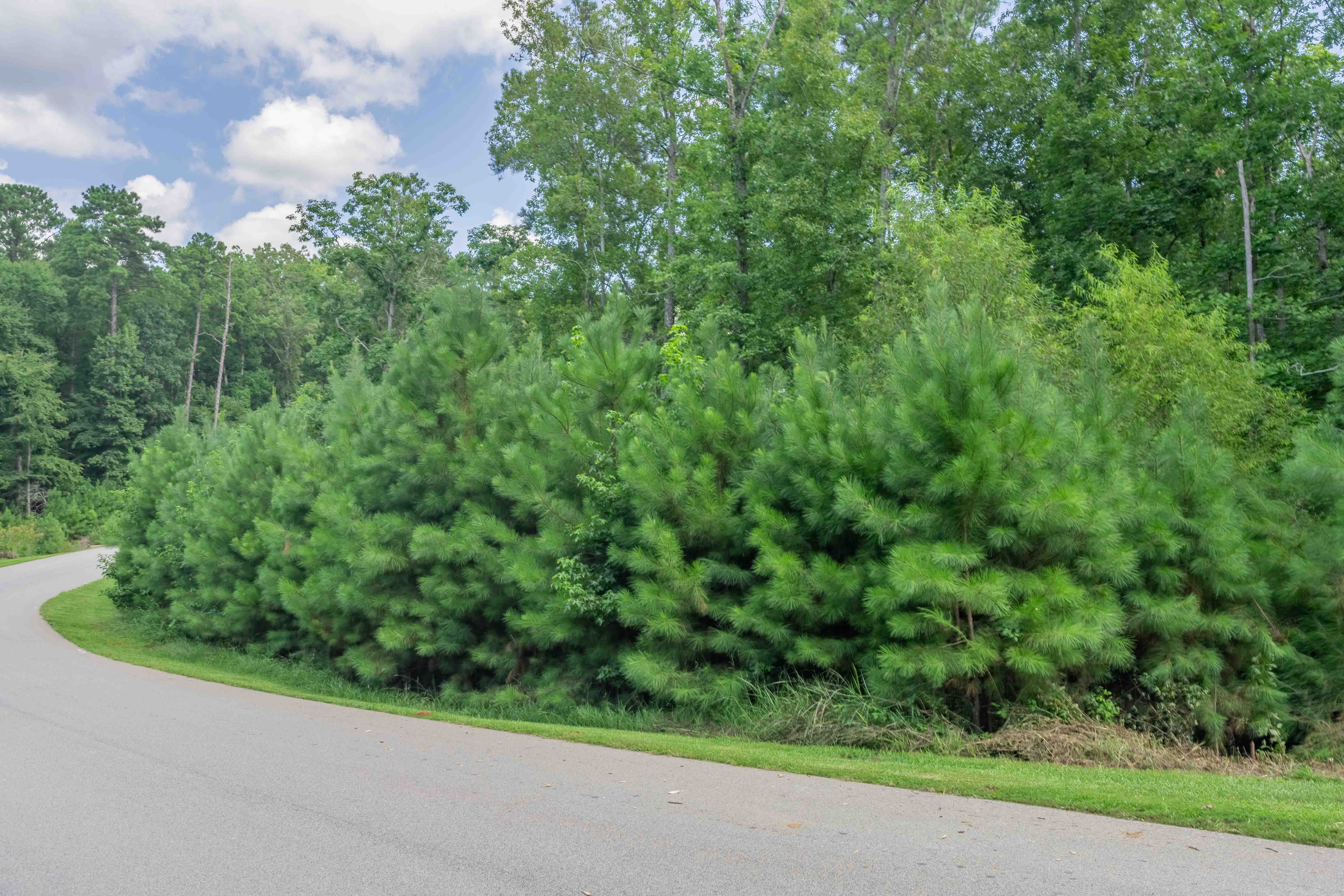 1090 Lumbering Creek image 3